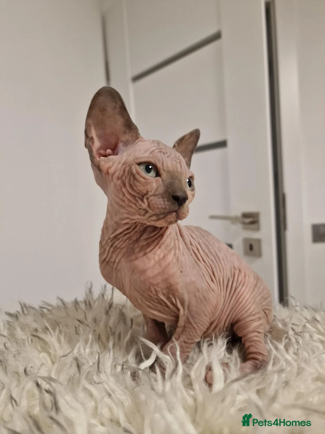 Sphynx cats for sale: Full pedigree sphynx kittens  - Advert 1