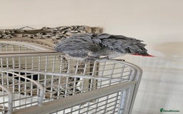 Parrots birds for sale: African grey  - Image 1