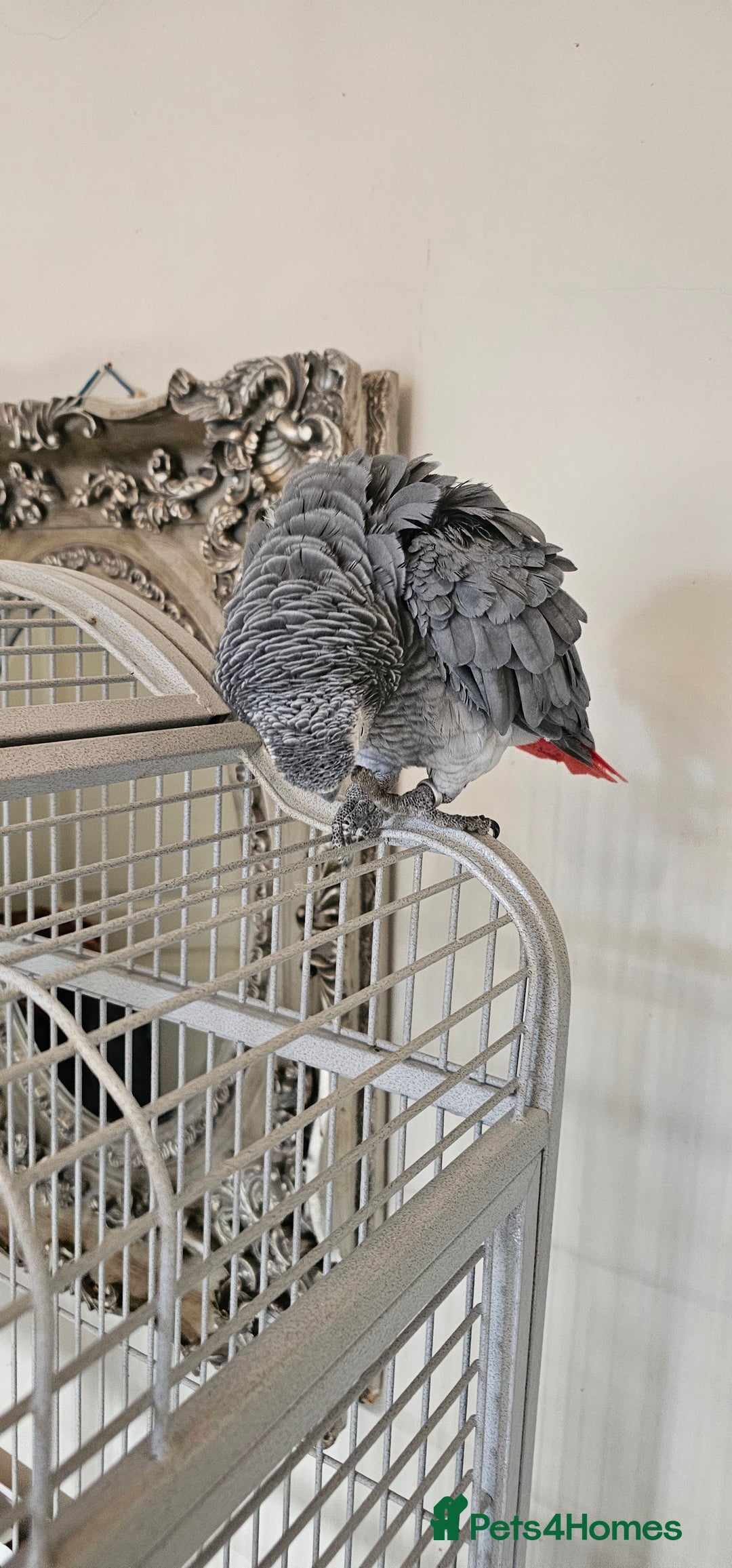 Parrots birds for sale: African grey  - Image 1