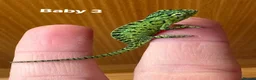 Chameleon reptiles for sale: Carpet Chameleon Furcifer Lateralis - Advert 4