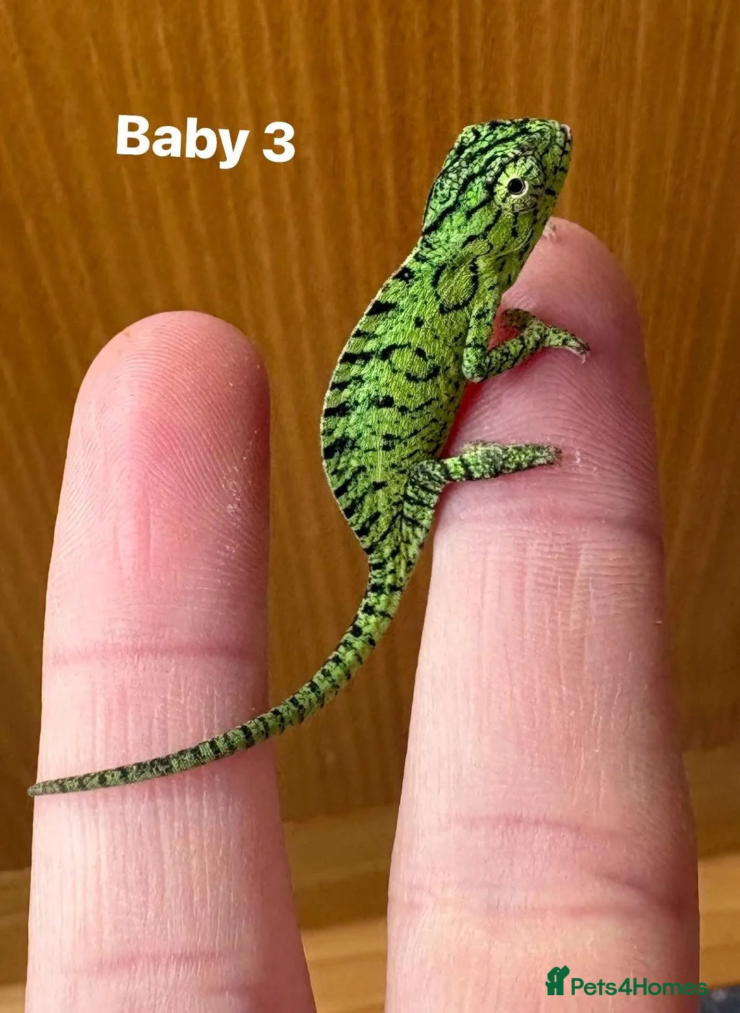 Chameleon reptiles for sale: Carpet Chameleon Furcifer Lateralis - Advert 4