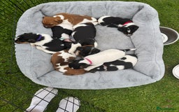 Jack Russell dogs for sale: Jack Russell pups - Image 5