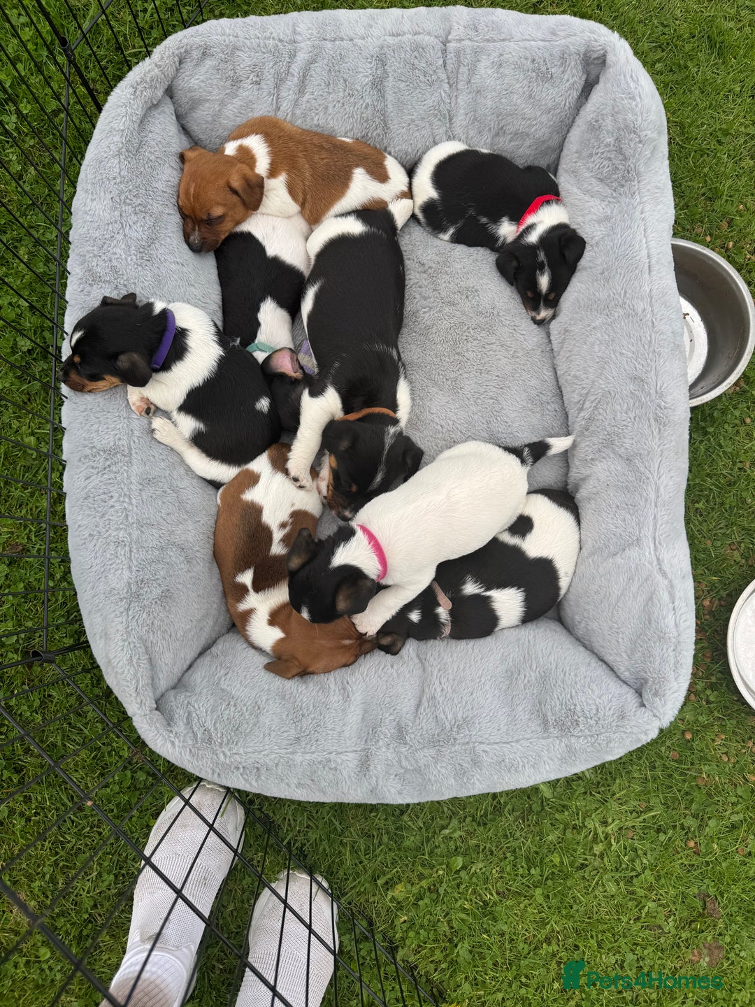 Jack Russell dogs for sale: Jack Russell pups - Image 5