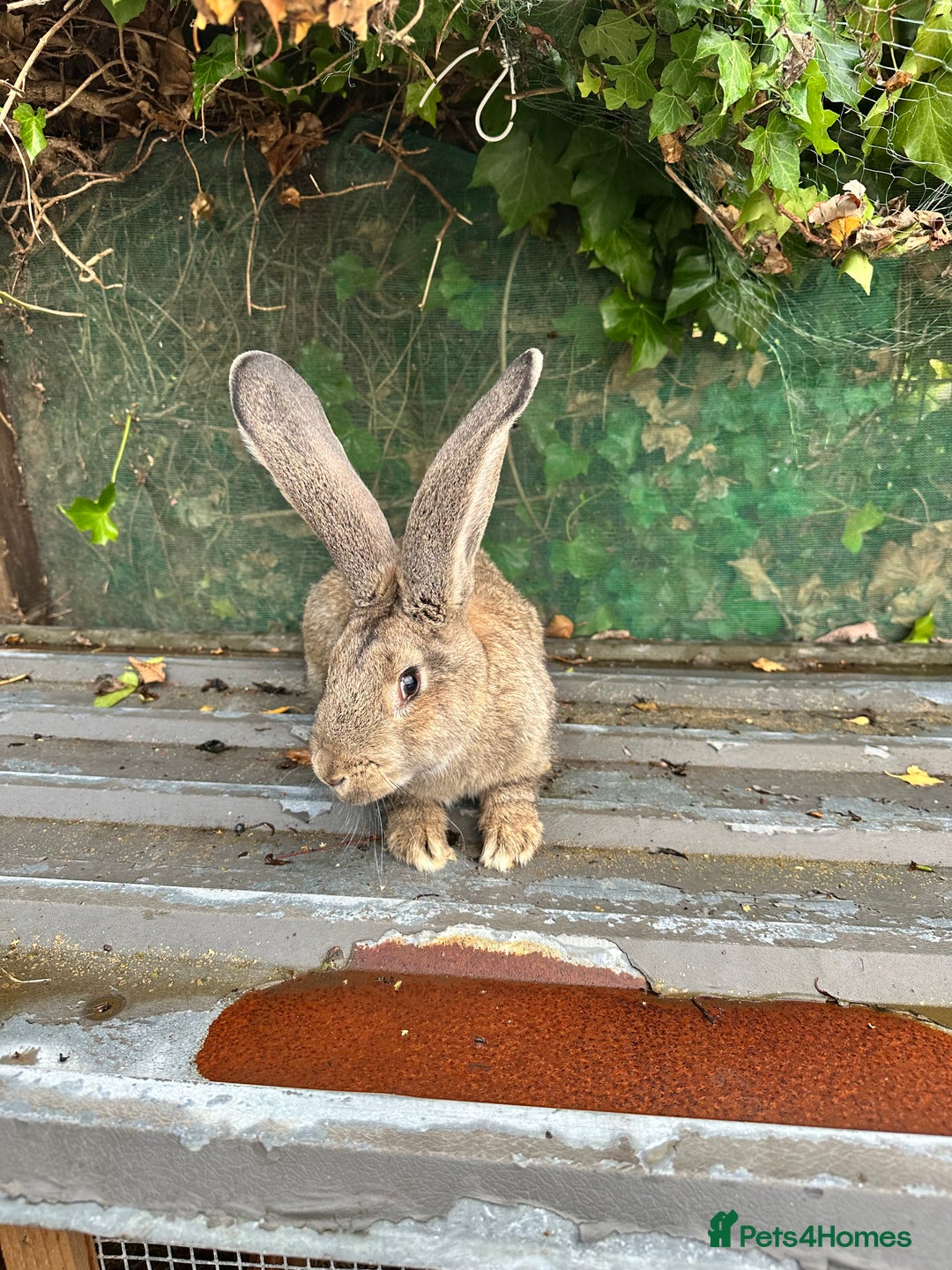 Continental Giant rabbits for sale: Giant continental male - Image 2