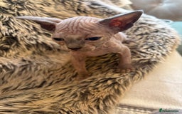 Sphynx cats for sale: 🖤 Sphynx Kittens for Sale – Ready August 🐾 - Image 18