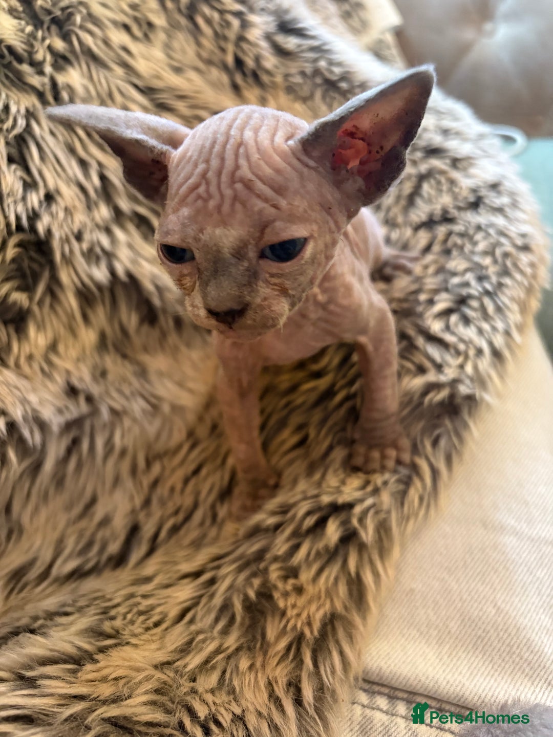 Sphynx cats for sale: 🖤 Sphynx Kittens for Sale – Ready August 🐾 - Image 18