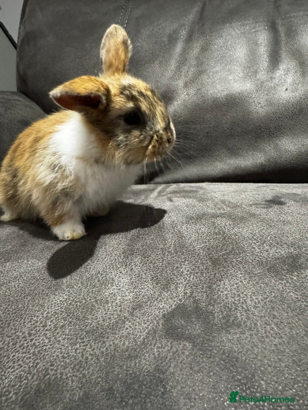 Mini Lop rabbits for sale: Stunning Mini Lop Bucks  - Image 3