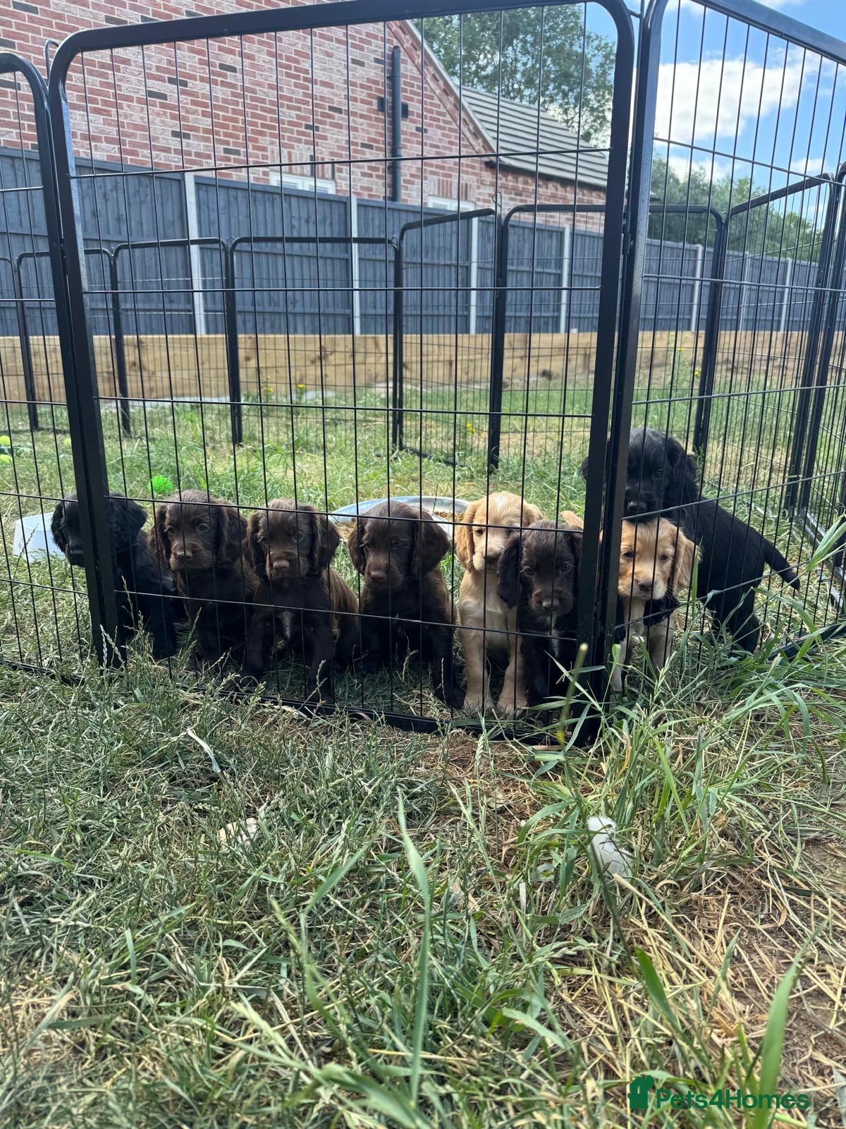 Cocker Spaniel dogs Working cocker spaniel puppies for sale - Advert 2