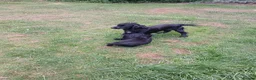 Cocker Spaniel dogs for sale: 1 Male Cocker Spaniel available  in Inverness - Advert 7