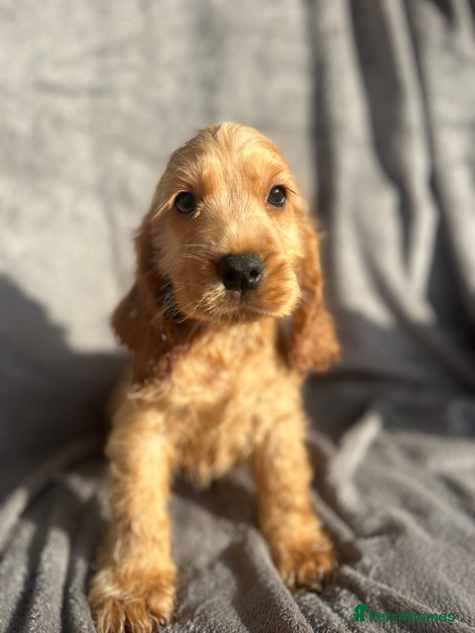 Cocker Spaniel dogs Show Cocker Spaniels ready to leave❤️ - Advert 12