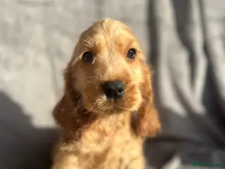 Cocker Spaniel dogs Show Cocker Spaniels ready to leave❤️ - Advert 12