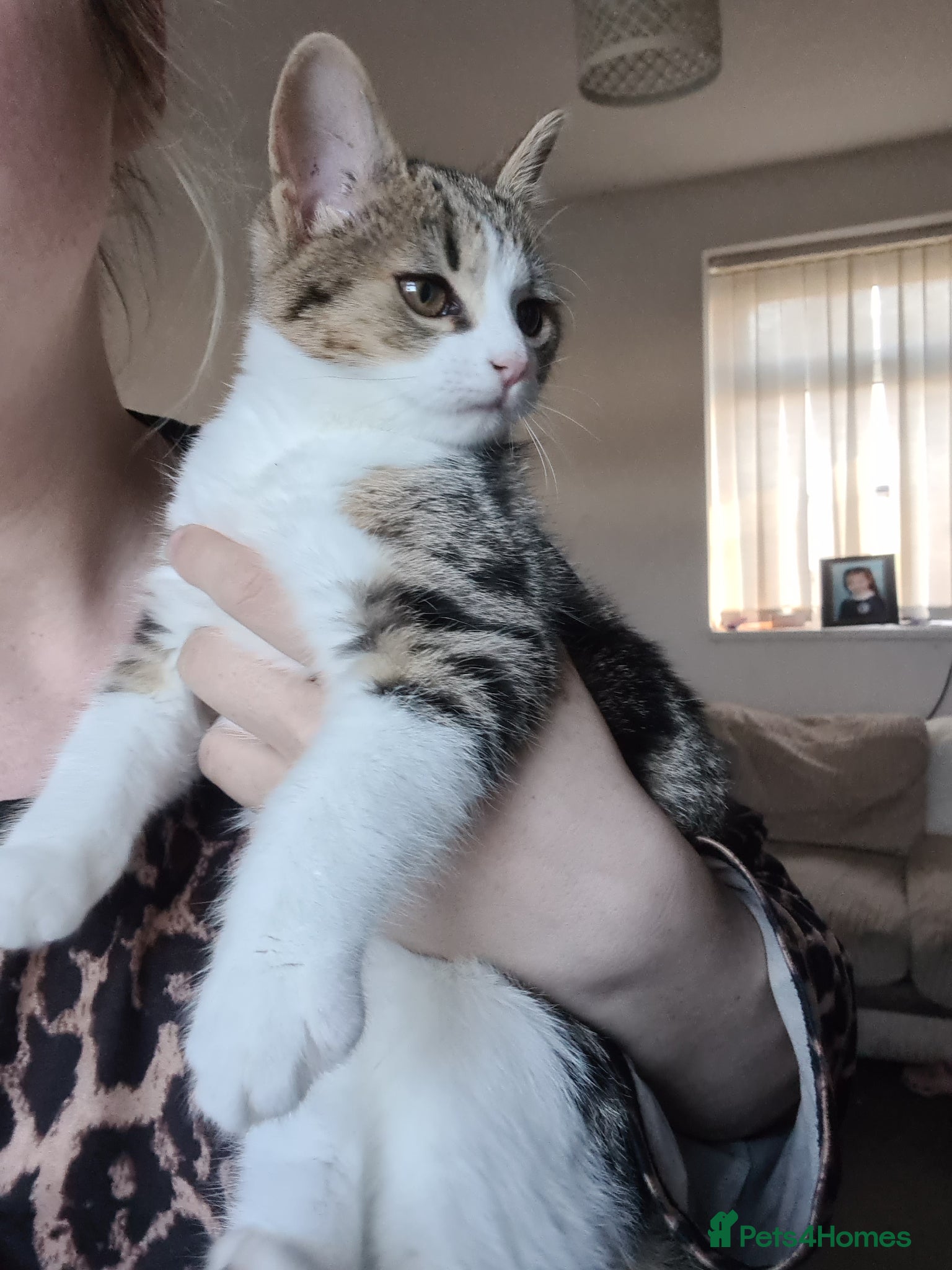 Mixed Breed cats Loving little kitten for sale - Advert 2