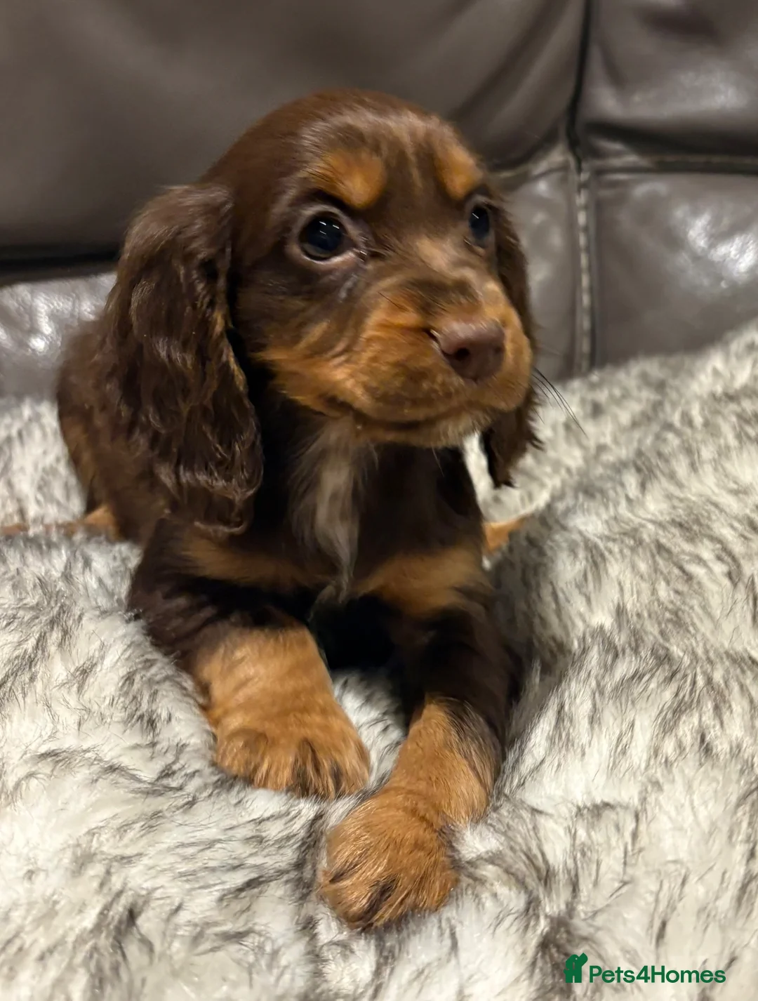 Cocker Spaniel dogs for sale: Working cocker spaniels  - Advert 2