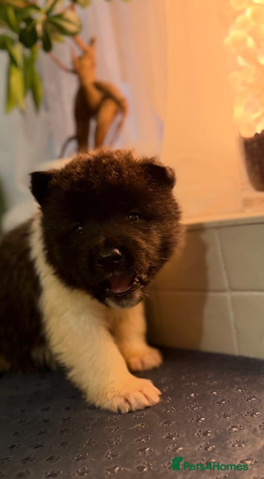 Akita dogs AKITA PUPS! PARENTS KC REGISTERED  - Advert 2