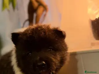 Akita dogs AKITA PUPS! PARENTS KC REGISTERED - Advert 2