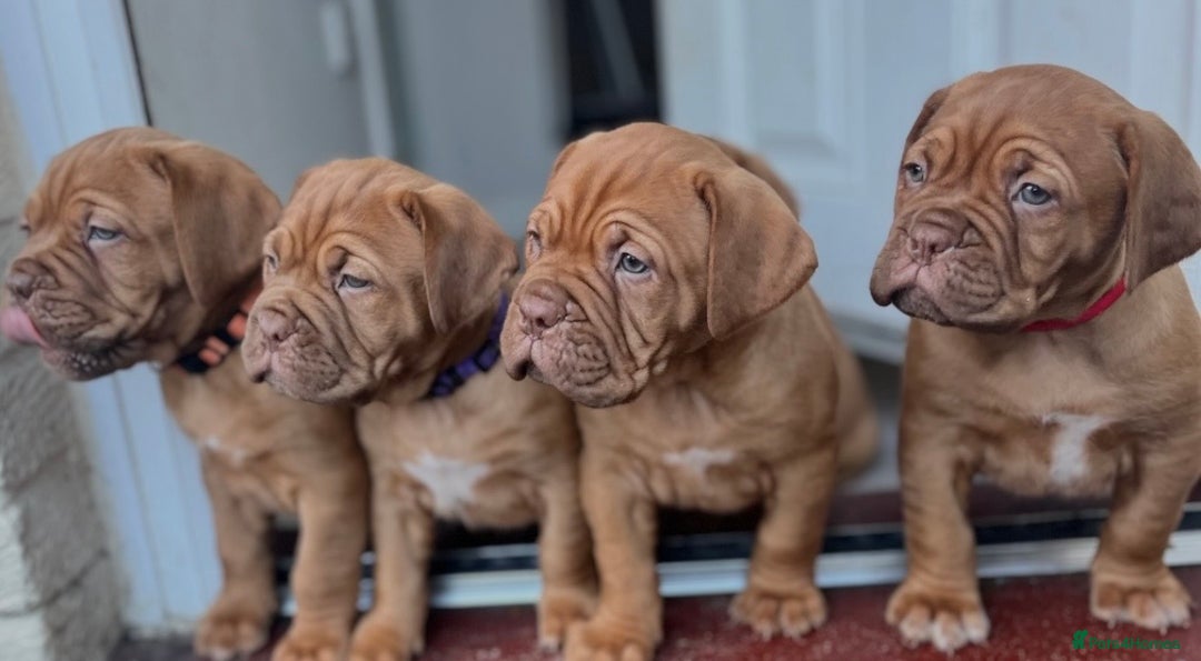 Dogue De Bordeaux dogs for sale: 2 BITCHES!LEFTFULL PEDIGREE 🦁 dogue de Bordeaux  - Advert 19