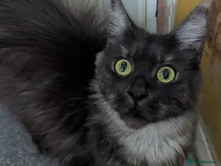 Maine Coon cats Smoke Maine coon - Advert 1