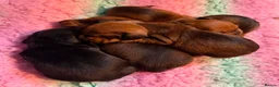 Miniature Dachshund dogs for stud: Champion mini smooth for stud  - Advert 9