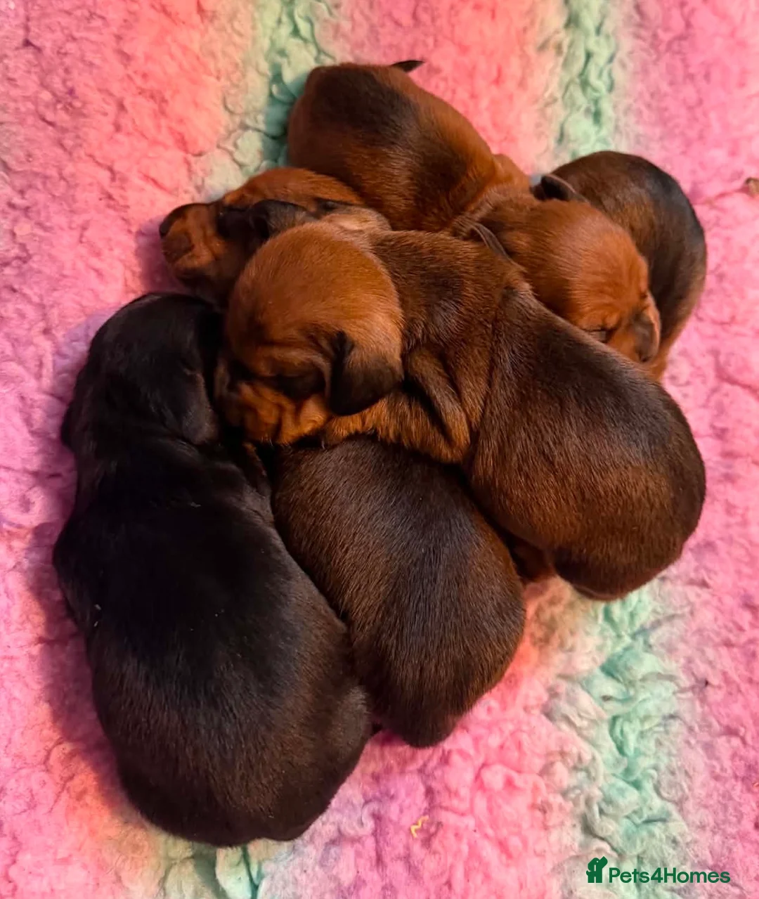 Miniature Dachshund dogs for stud: Champion mini smooth for stud  - Advert 9