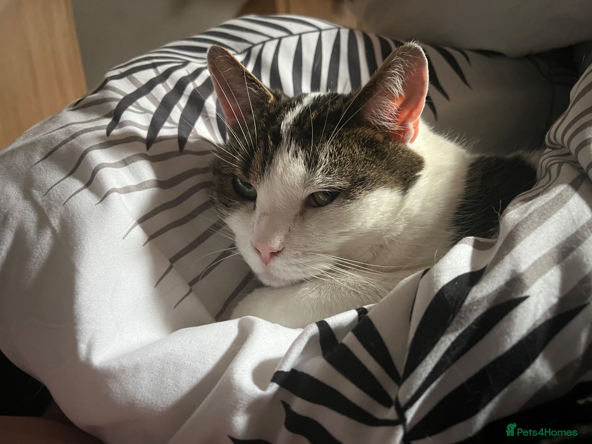 Mixed Breed cats Beautiful Domestic Cat  - Advert 1
