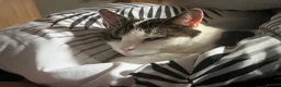 Mixed Breed cats for sale: Beautiful Domestic Cat  in Barnoldswick - Advert 1