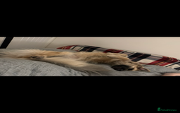 German Shepherd dogs for sale: URGENT home needed for my dogs - Image 10