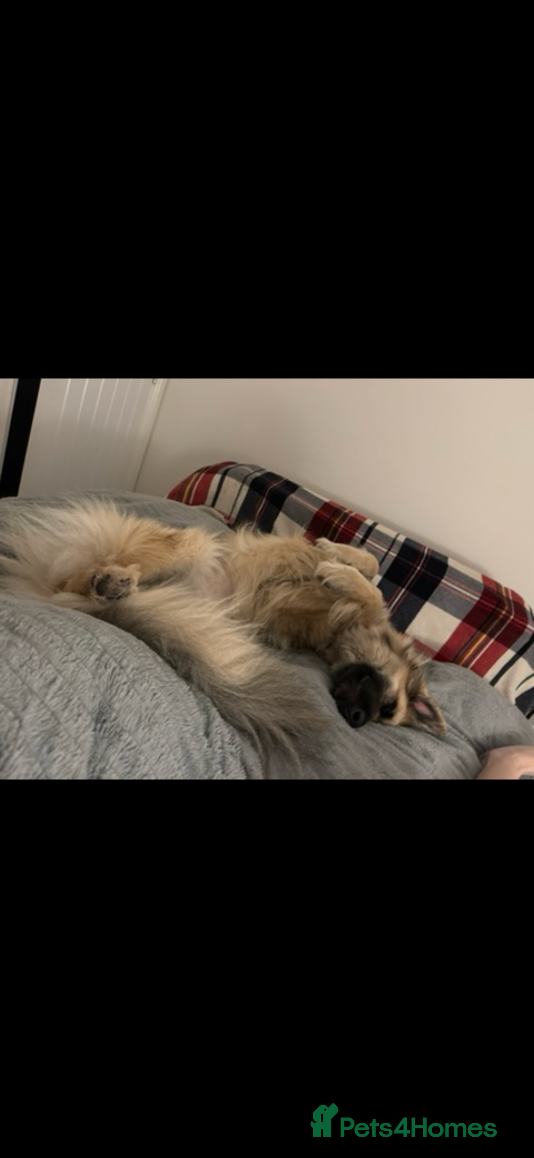 German Shepherd dogs for sale: URGENT home needed for my dogs - Image 10