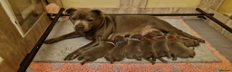 Staffordshire Bull Terrier dogs for sale: Perfect Staffordshire bull terrier puppies  - Advert 1