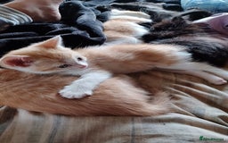Mixed Breed cats for sale: Litter of kittens - Image 4