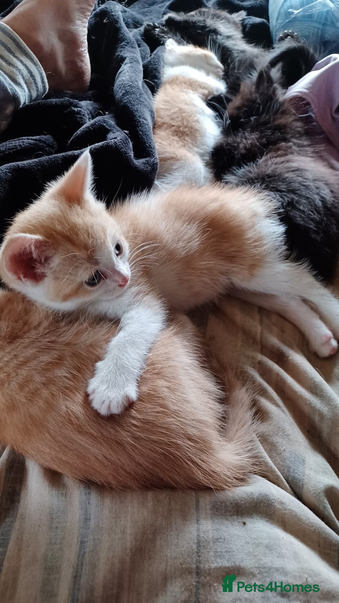 Mixed Breed cats for sale: Litter of kittens - Image 4