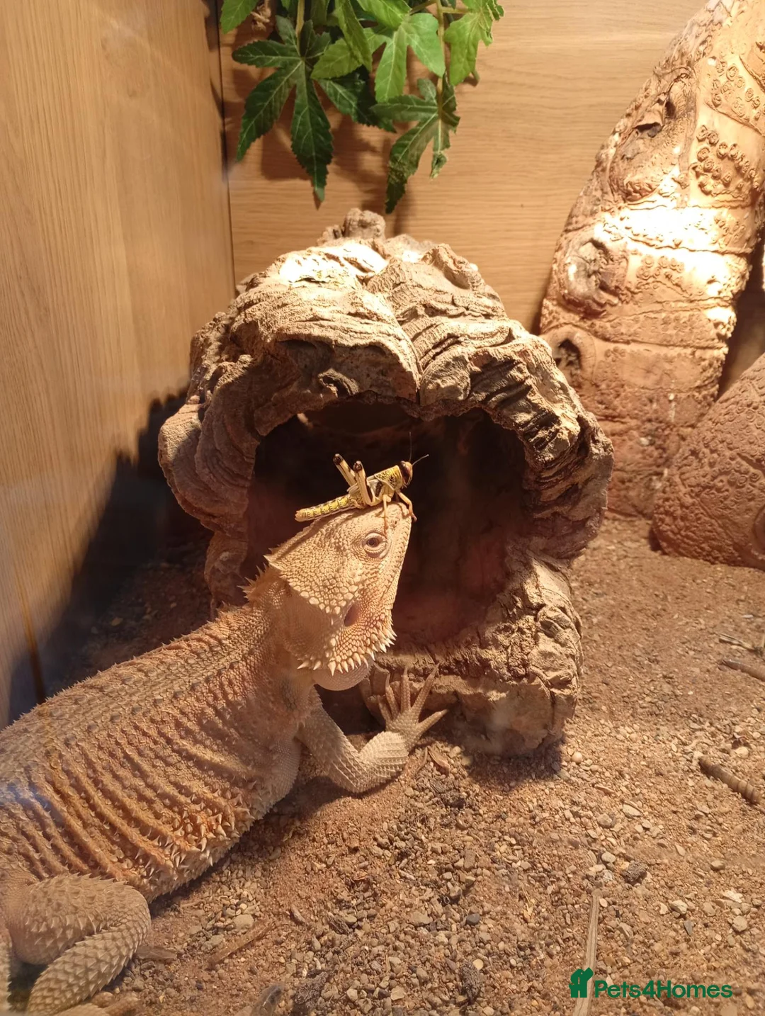 Bearded Dragon reptiles for sale: Rebels  in Cobham - Advert 2
