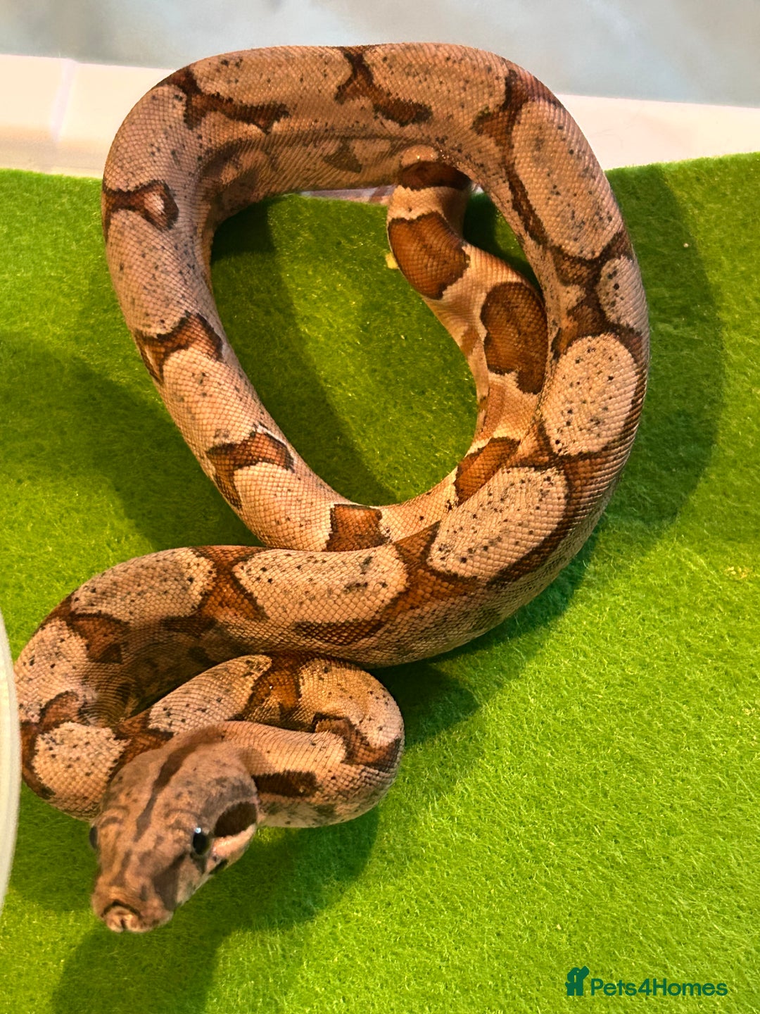 Boa Snake reptiles for sale: 2025 Boa Constrictor Babies in Letchworth Garden City - Image 18