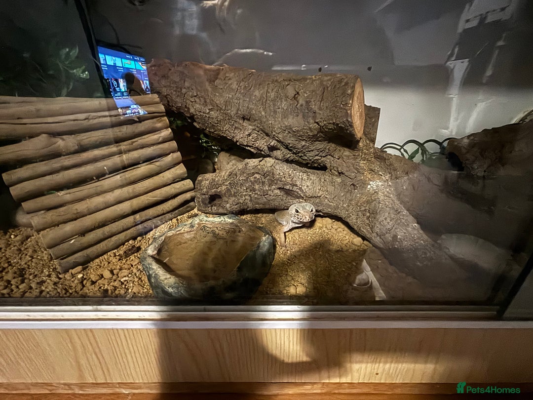 Leopard Gecko reptiles for sale: Leopard gecko called gizmo - Advert 8