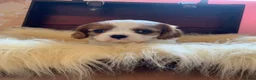 Cavalier King Charles Spaniel dogs for sale: 5* Licensed RKC H/T Gorgeous Cavalier KC - Advert 23