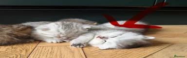 British Shorthair Kitten 1