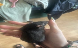 Rat rodents for sale: Baby rats - Image 5