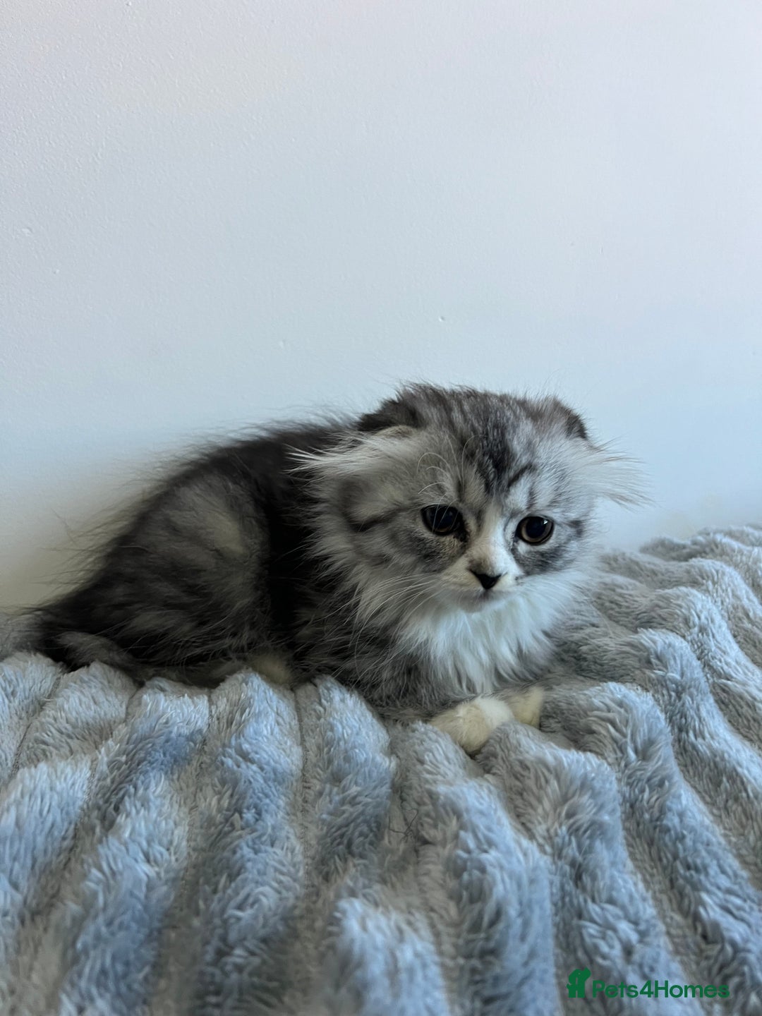 Scottish Fold cats for sale: Long hair Scottish fold kittens - Advert 5