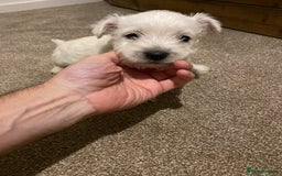 West Highland Terrier dogs for sale: Westie pups - Image 6