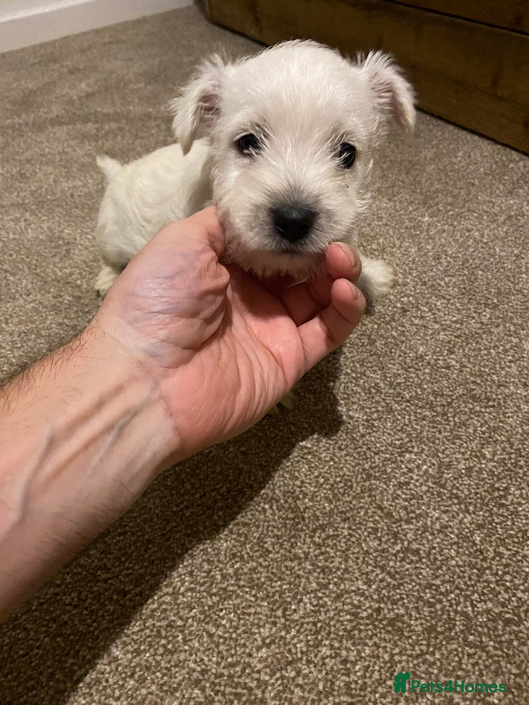 West Highland Terrier dogs for sale: Westie pups - Image 6