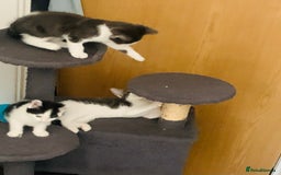 Domestic Shorthair cats for sale: Beautiful kittens ready to go 🐈‍⬛ - Image 21