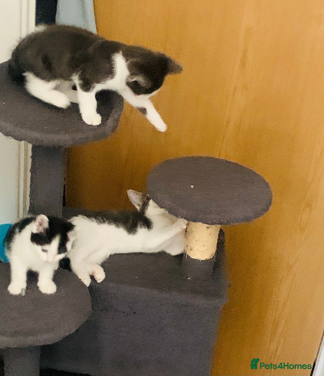 Domestic Shorthair cats for sale: Beautiful kittens ready to go 🐈‍⬛ - Image 21