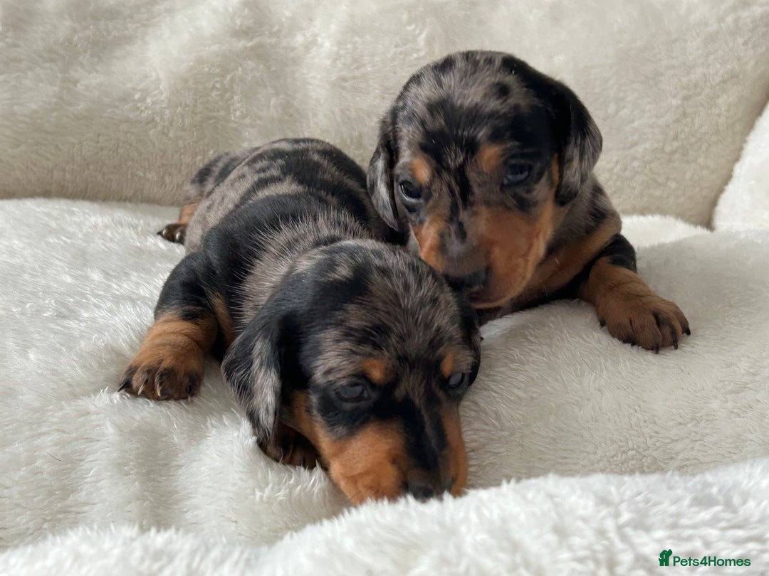 Miniature Dachshund dogs for sale: 1 boy left beautiful silver dapple boys  - Image 3