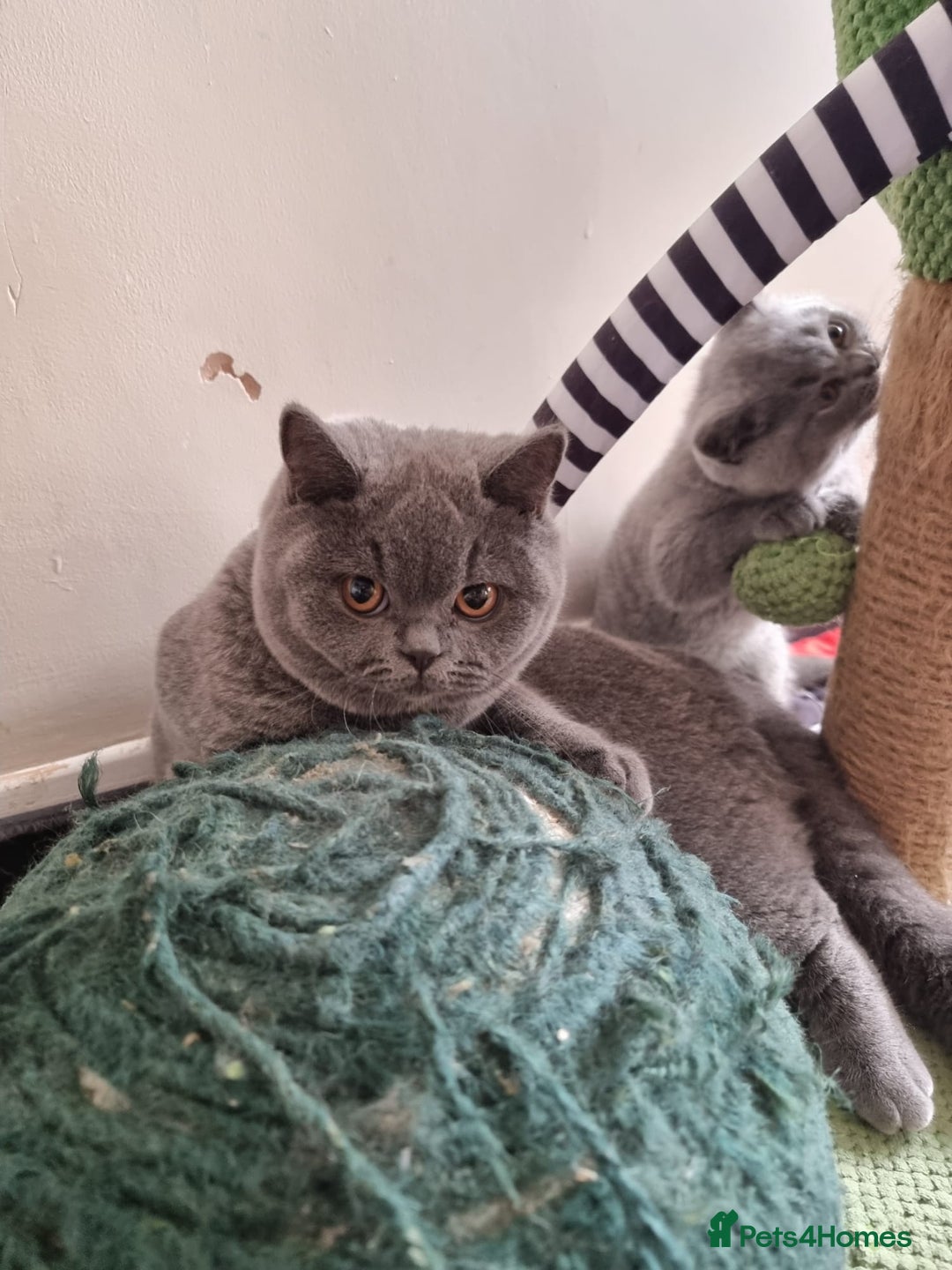 British Shorthair cats for sale:  To Go Now 3 Female Ready GCCF Healthy Pedigree - Advert 11