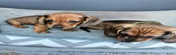 Miniature Dachshund dogs for sale: MINIATURE dachshund puppies UNIQUE fur patterns - Advert 9