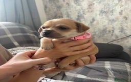 Mixed Breed dogs for sale: Chiweenie x Chugs  - Image 5