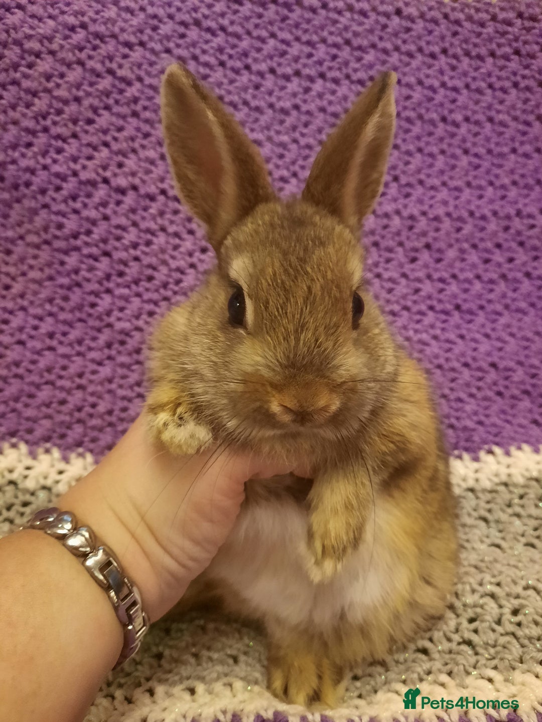 Netherland Dwarf rabbits for sale: Six Litters Of Netherland Dwarf Babies - Advert 8