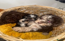 Miniature Poodle dogs for sale: 3 beautiful miniature poodles  - Image 2