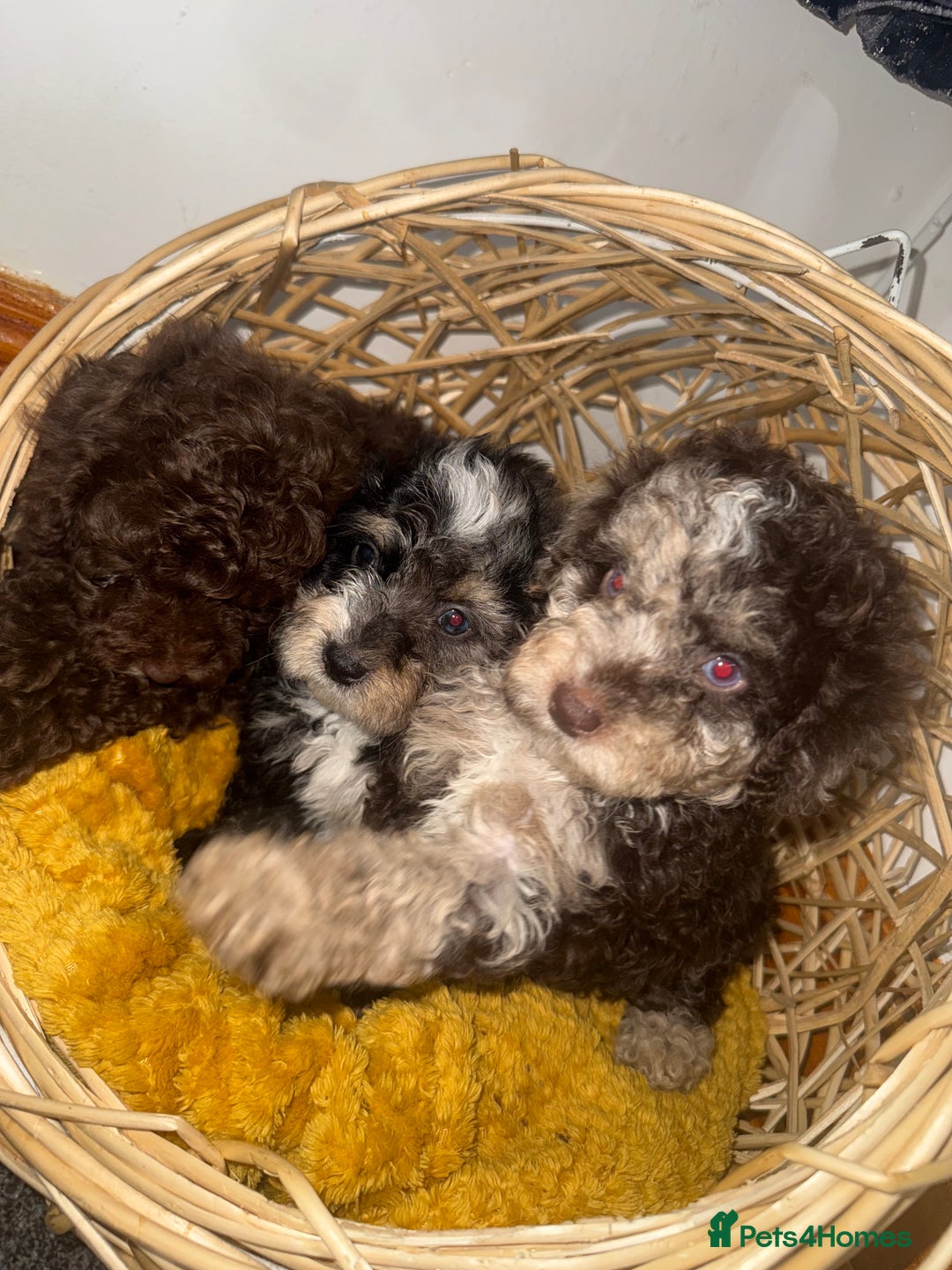 Miniature Poodle dogs for sale: 3 beautiful miniature poodles  - Image 2