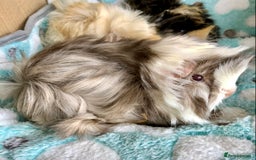 Guinea Pig rodents for sale: Beautiful Peruvian females (sows) - Image 6
