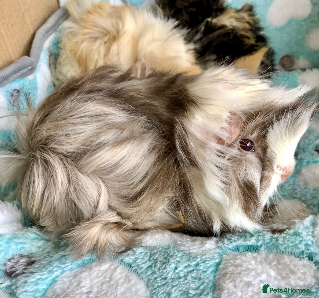 Guinea Pig rodents for sale: Beautiful Peruvian females (sows) - Image 6